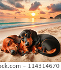 Dog gazing at the sunset on the beach 114314670