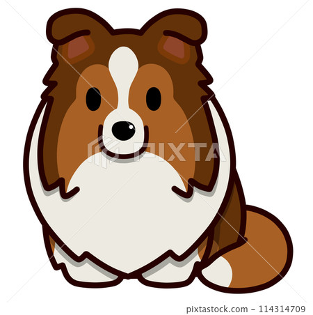 Sitting droopy-eared sheltie (sable) Sitting droopy-eared sheltie (sable) 114314709