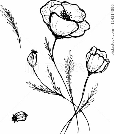 drawing flowers. poppy flower clip-art or illustration. 114314896