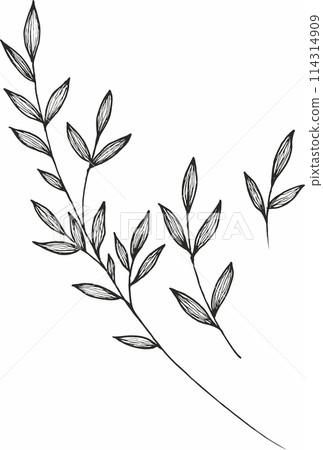 Vector branches and leaves. Hand drawn floral elements. Vintage botanical illustrations 114314909