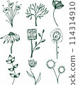 Vector collection of hand drawn plants. Botanical set of sketch flowers and branches 114314910