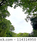 The sky which can be seen from among the trees 114314950