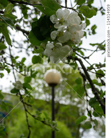 Spring beauty of flowers Spring beauty of flowers 114314959