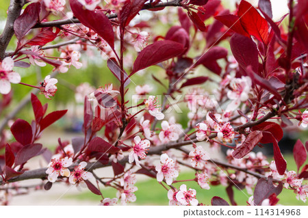 Spring beauty of flowers Spring beauty of flowers 114314968