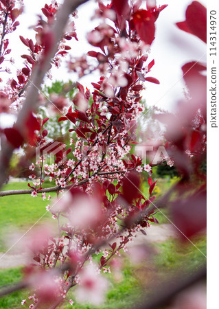 Spring beauty of flowers Spring beauty of flowers 114314970