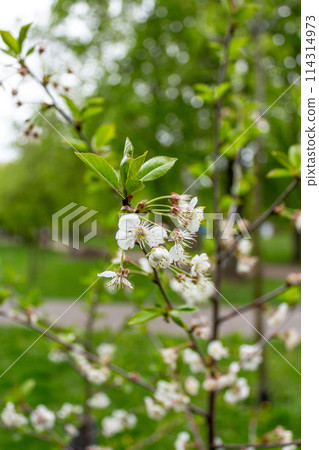 Spring beauty of flowers 114314973