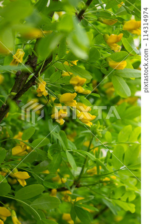 Spring beauty of flowers 114314974