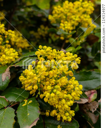 Spring beauty of flowers 114314977