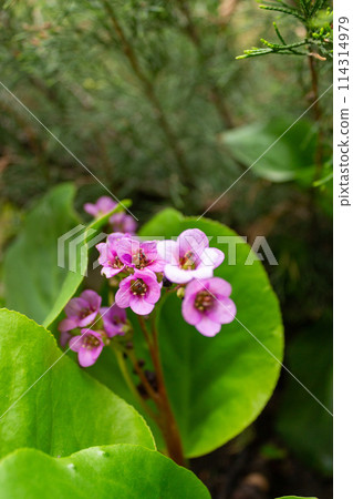 Spring beauty of flowers 114314979