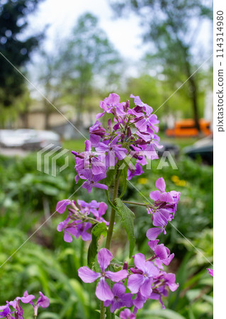 Spring beauty of flowers Spring beauty of flowers 114314980