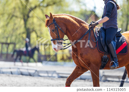 Close up image of the dressage horse with harness and a rider in the saddle Close up image of the dressage horse with harness and a rider in the saddle 114315005