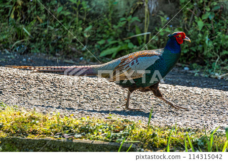 走在路上的雉雞 114315042