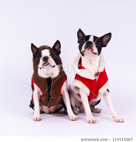 Two boston terrier dog posing in studio, white and dark background 114315067