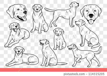 Dog of lobrador breed poses in different positions following commands of owner. Hand drawn doodle. Dog of lobrador breed poses in different positions following commands of owner. Hand drawn doodle. 114315205