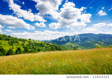 green grassy alpine meadows on the hills located in ukrainian carpathians. gorgeous rural area of transcarpathian region. mountainous countryside landscape rolling beneath a stunning sky in summer green grassy alpine meadows on the hills located in ukrainian carpathians. gorgeous rural area of transcarpathian region. mountainous countryside landscape rolling beneath a stunning sky in summer 114315325