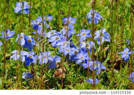 Blue mauve flowers of Amaryllidaceae Blue mauve flowers of Amaryllidaceae 114315330