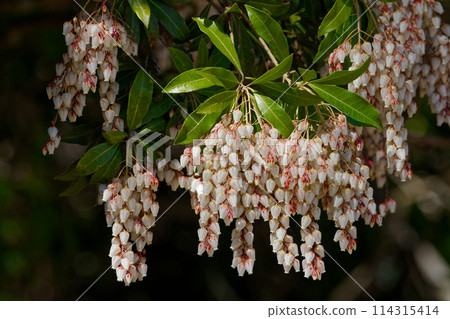 杜鵑花科白色甕形花 114315414