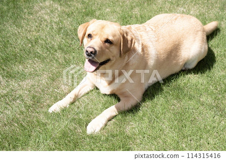 拉布拉多獵犬在草坪上微笑 拉布拉多獵犬在草坪上微笑 114315416