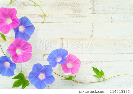 Pink and blue morning glory flower frame on a white wood background 114315555