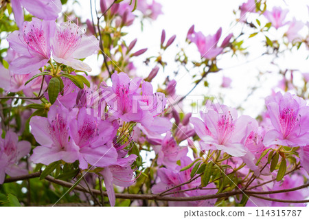 Azaleas bathed in the spring sunshine Azaleas bathed in the spring sunshine 114315787