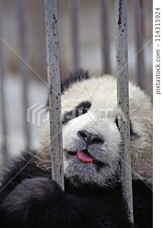 臥龍中國熊貓保護研究中心熊貓 臥龍中國熊貓保護研究中心熊貓 114315924