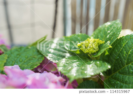 garden hydrangea multi-colored bright in box 114315967