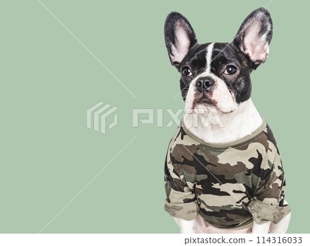 Adorable puppy and military shirt. Closeup, indoors Adorable puppy and military shirt. Closeup, indoors 114316033
