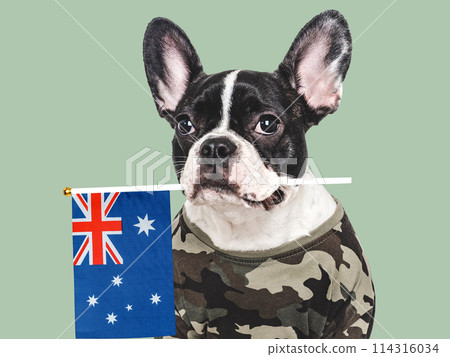 Cute brown puppy, military shirt and Australian Flag Cute brown puppy, military shirt and Australian Flag 114316034