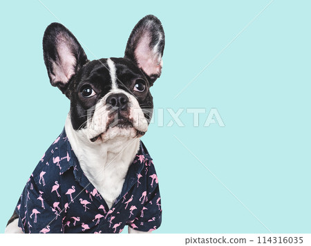 Cute puppy and stylish shirt. Isolated background Cute puppy and stylish shirt. Isolated background 114316035