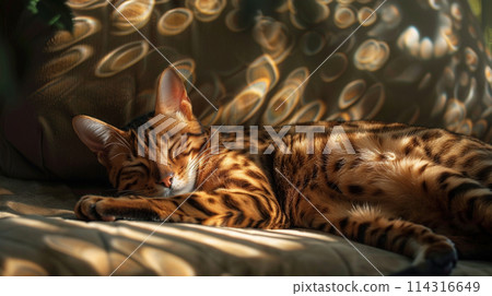a lazy Ocicat lounging in the sunbeam a lazy Ocicat lounging in the sunbeam 114316649