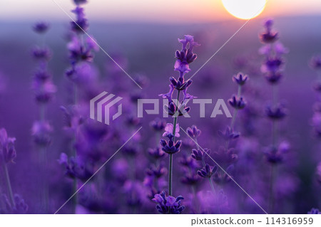 Lavender flower background. Violet lavender field sanset close up. Lavender flowers in pastel colors at blur background. Nature background with lavender in the field. 114316959