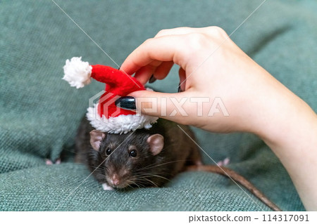 Rat Santa hat. Symbol of the Chinese New Year. Funny black rat Dumbo in a red santa checker on a green background. Rat Santa hat. Symbol of the Chinese New Year. Funny black rat Dumbo in a red santa checker on a green background. 114317091