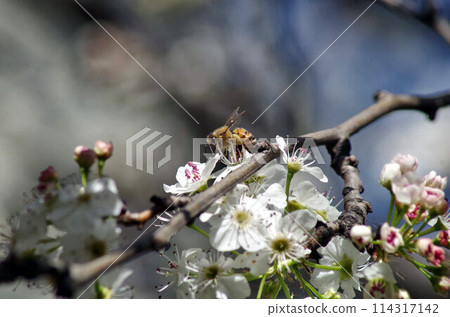a bee extreme macro a bee extreme macro 114317142