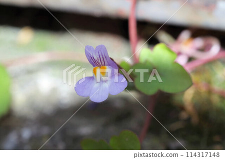 Cymbalaria muralis closeup view Cymbalaria muralis closeup view 114317148