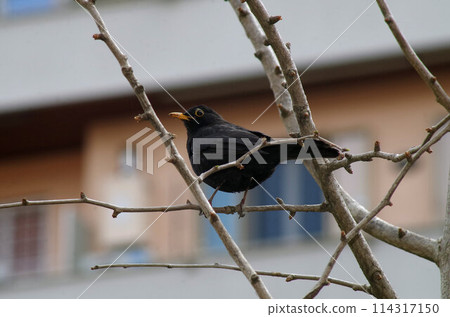 turdus merula bird closeup 114317150
