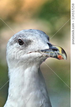portrait of a seagull portrait of a seagull 114317258