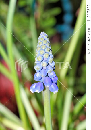 close view of Muscari neglectum flower 114317263