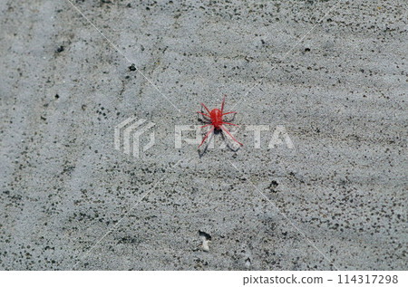 one micro red spider 114317298