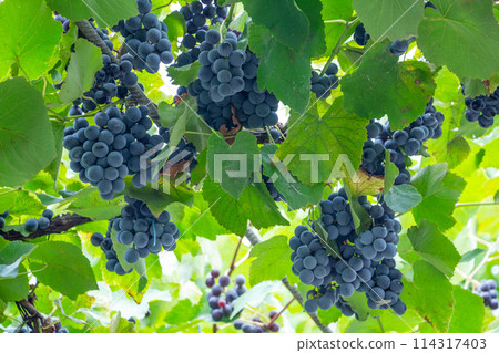 blue grapes Isabella on the arch, grape harvest, autumn harvest 114317403
