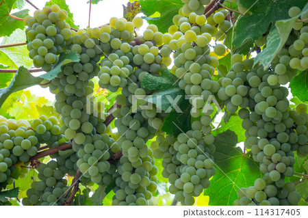 white grapes Isabella on the arch, grape harvest, autumn harvest 114317405