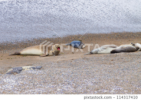 Elephant seals on Caleta Valdes beach, Patagonia, Argentina 114317410