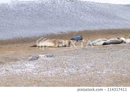 Elephant seals on Caleta Valdes beach, Patagonia, Argentina 114317411