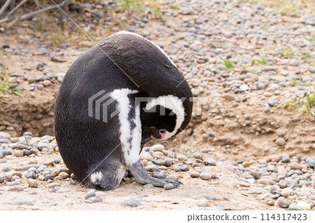 Magellanic penguin close up. Punta Tombo penguin colony, Patagonia Magellanic penguin close up. Punta Tombo penguin colony, Patagonia 114317423