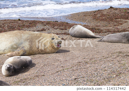 Elephant seal on beach close up, Patagonia, Argentina Elephant seal on beach close up, Patagonia, Argentina 114317442