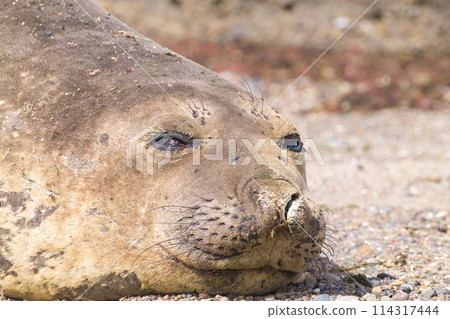 Elephant seal on beach close up, Patagonia, Argentina 114317444