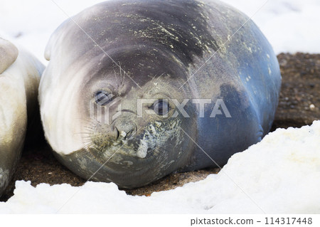 Elephant seal on beach close up, Patagonia, Argentina Elephant seal on beach close up, Patagonia, Argentina 114317448