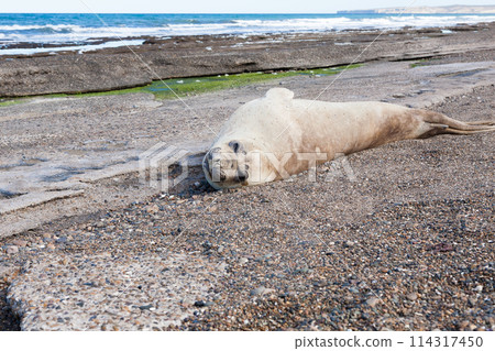 Elephant seal on beach close up, Patagonia, Argentina 114317450