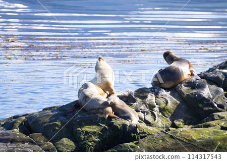 South American sea lion colony on Beagle channel 114317543