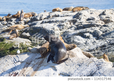 South American sea lion colony on Beagle channel South American sea lion colony on Beagle channel 114317546