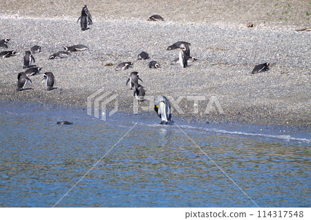 King penguin on Martillo island beach, Ushuaia King penguin on Martillo island beach, Ushuaia 114317548
